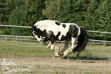 http://www.pise.cz/blog/galerie/vjsbaw/51213.jpg